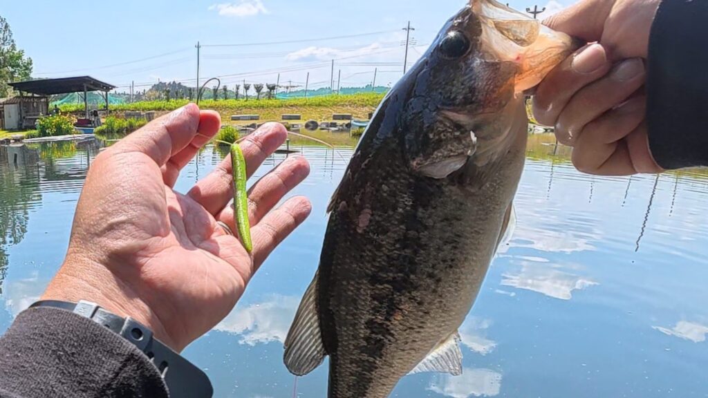 2026年5月バス管理釣り場キングフィッシャーの釣果画像