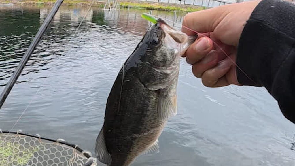 実際にあずさフィッシングで釣れたブラックバス