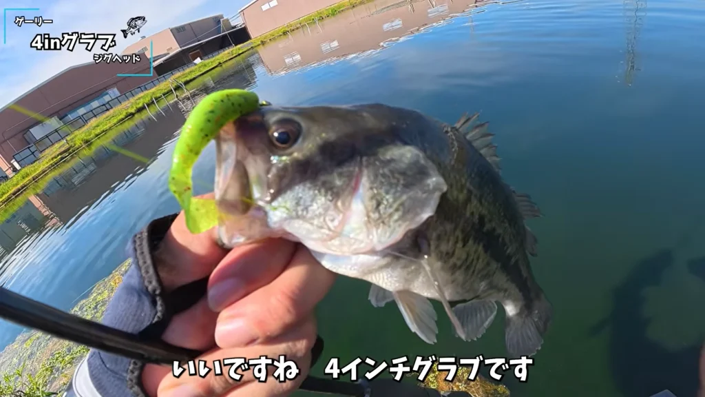 あずさフィッシングでゲーリーヤマモト 4インチグラブ(ジグヘッド)に釣れたバス