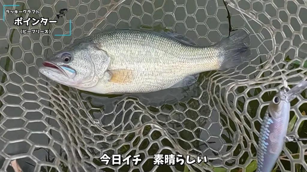 フィッシング・パル佐野でラッキークラフト ポインター(ビーフリーズ)に釣れたバス